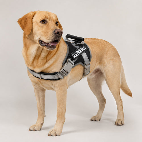 Arnés para perro de Servicie XL