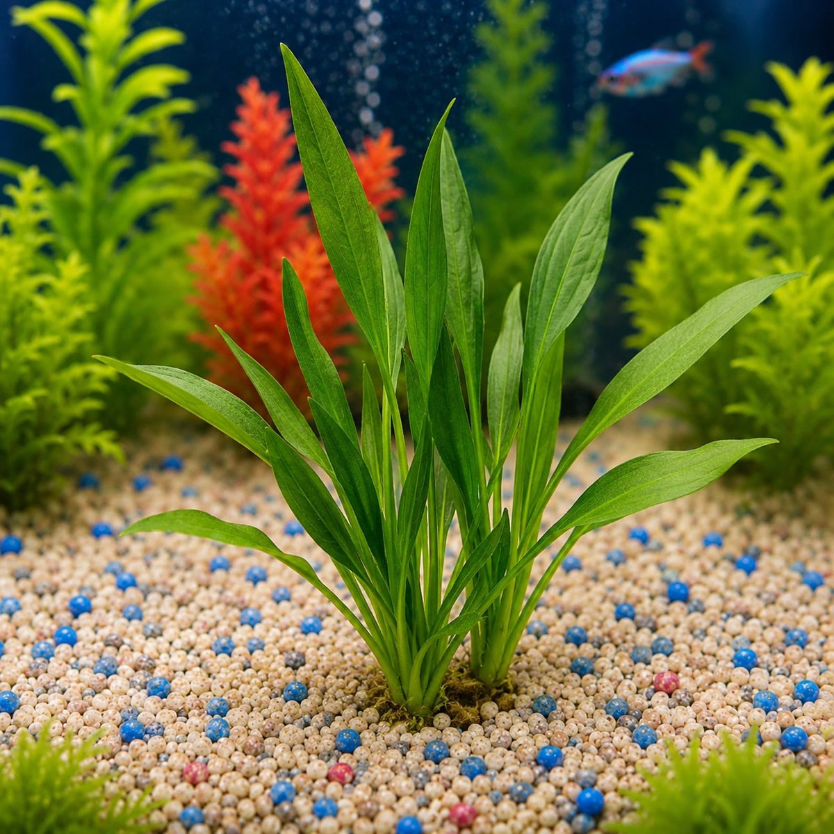 Planta natural para acuario Echinodorum