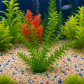 Planta natural para acuario Elodea