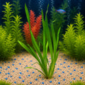 Planta natural para acuario Vallisneria